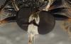 Atomosia sp.